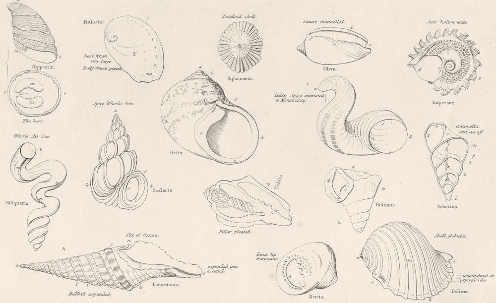 MOLLUSCS. Terms used in Conchology; Spiral or Subspiral Shells 1860 old print